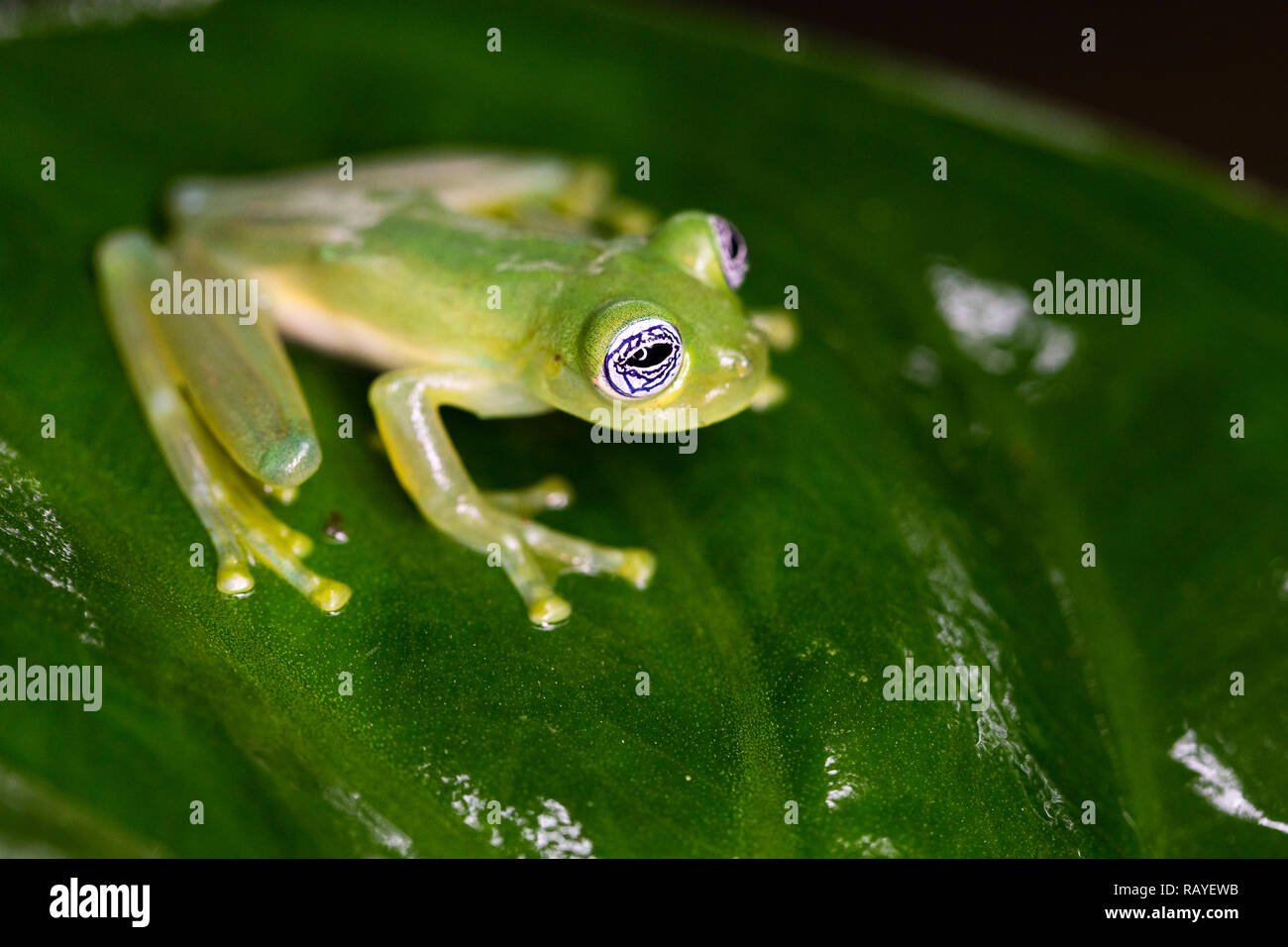 Verre fantôme grenouille dans la forêt tropicale du Costa Rica Banque D'Images