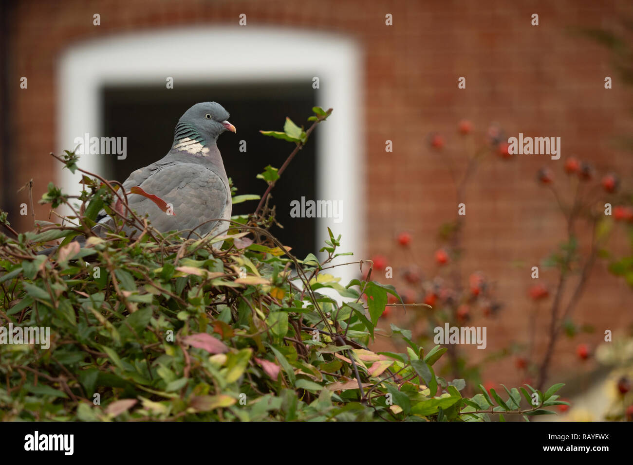 Bois commun pigeon (Columba palumbus) oiseaux urbains Banque D'Images