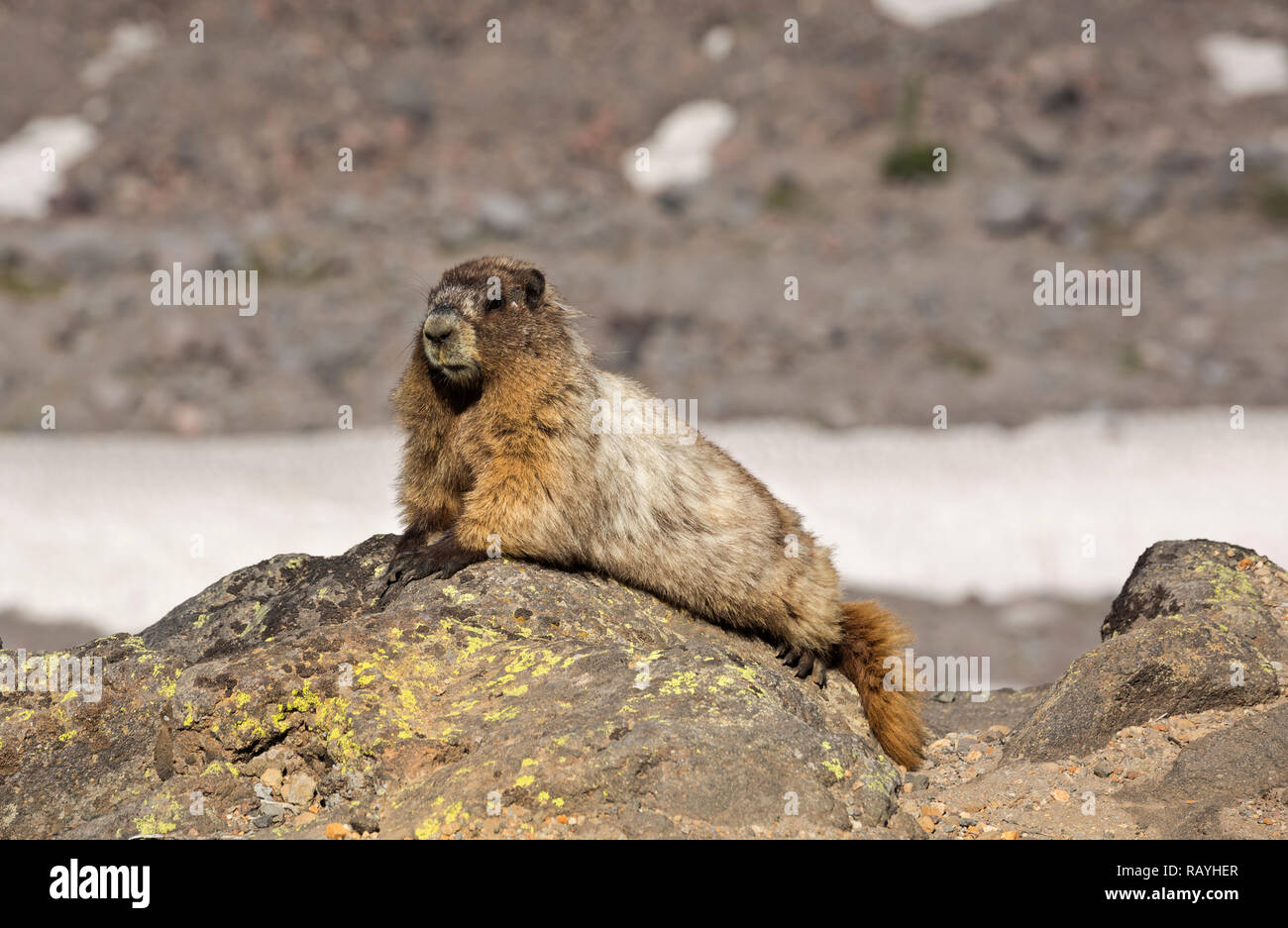WA15658-00...WASHINGTON - une marmotte des bains de soleil et regarder les touristes à Glacier Vista dans Mount Rainier National Park. Banque D'Images