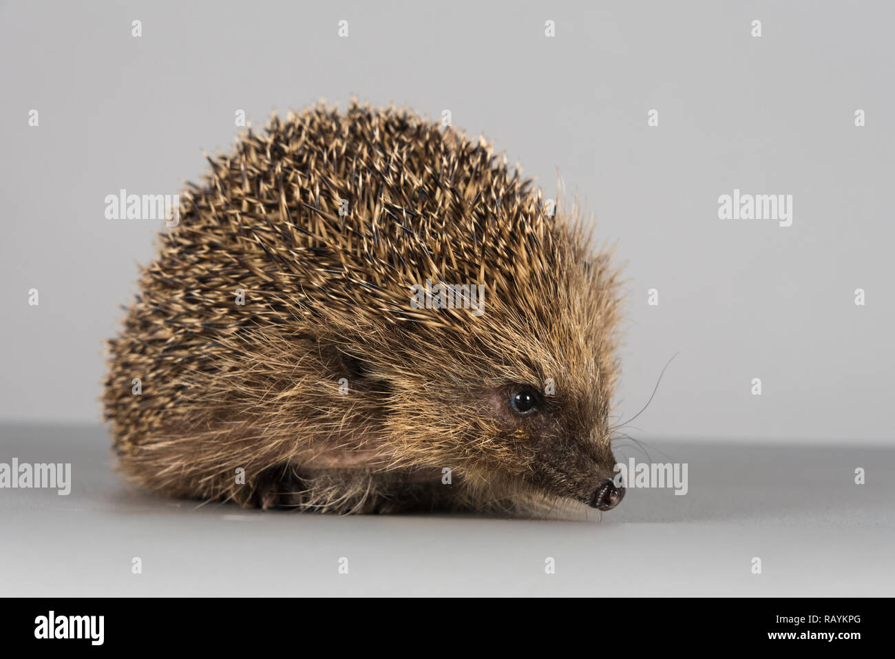 Hedgehog, Royaume-Uni. Banque D'Images