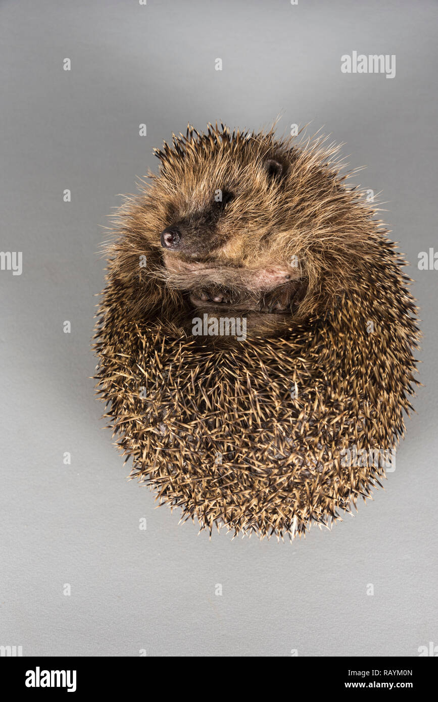 Hedgehog, Royaume-Uni. Banque D'Images