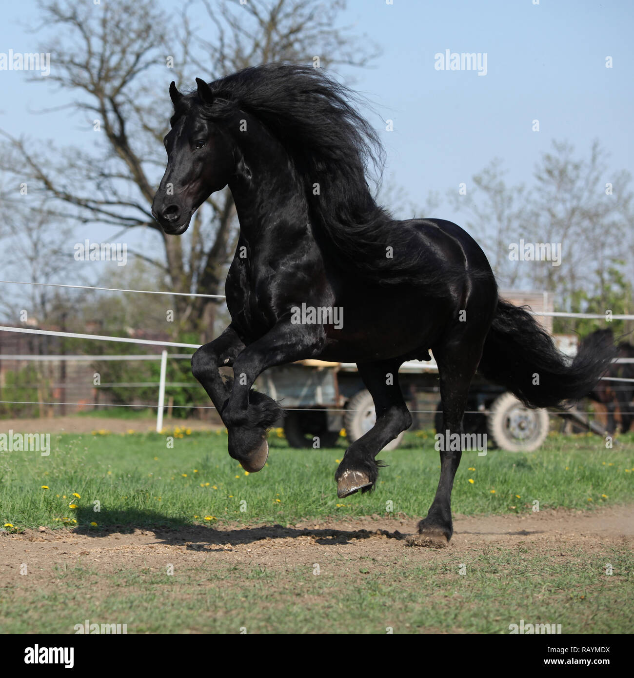 Magnifique étalon frison avec crinière longue d'exécution sur le pâturage au printemps Banque D'Images