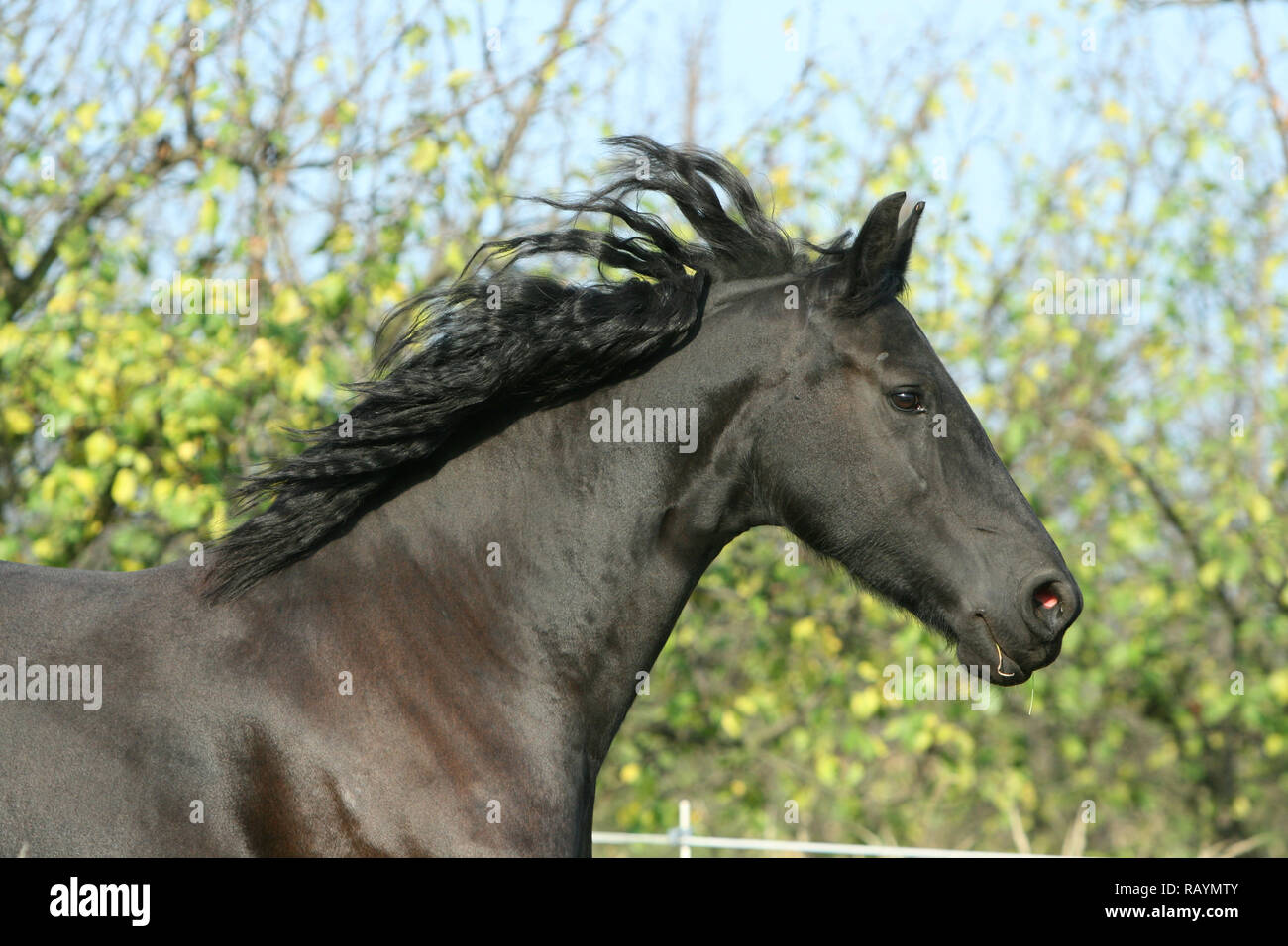 Portrait de cheval frison courir en automne Banque D'Images