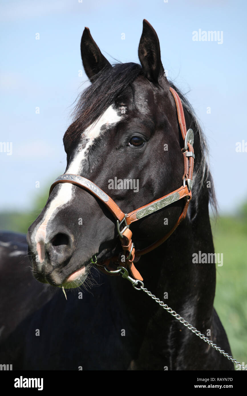 Portrait de Paint horse stallion avec western halter sur pâturages Banque D'Images