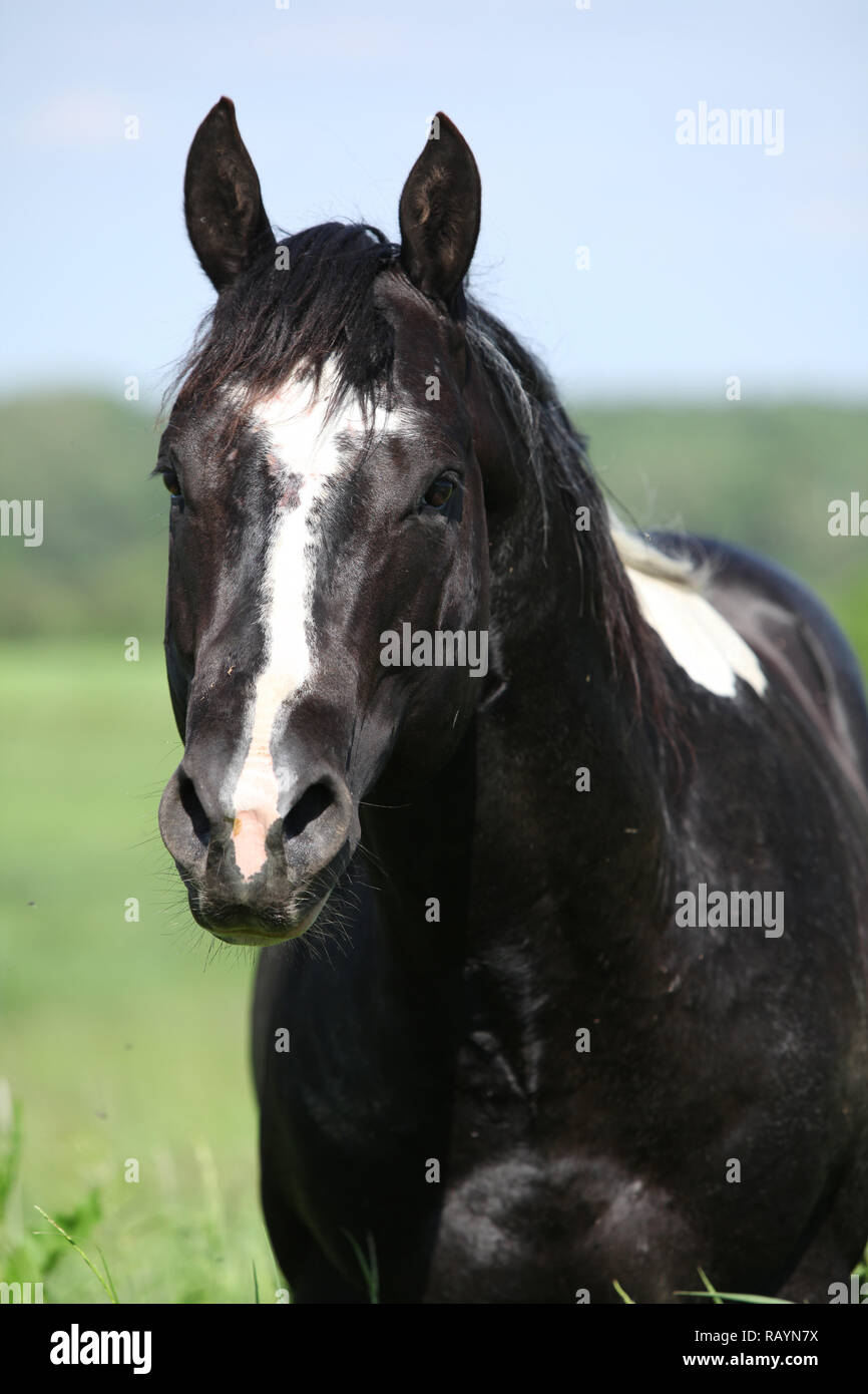 Portrait de Paint horse stallion with nature background Banque D'Images