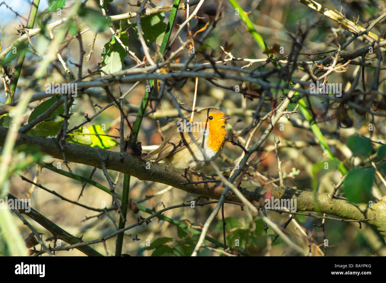 Close up of Robin, erithacus rubecula aux abords, montrant redbreast, ailes et queue brun des plumes, seul close up Banque D'Images