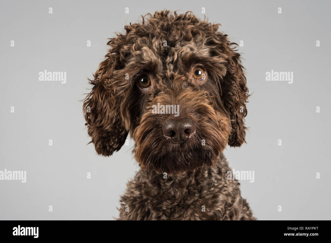 Portrait d'un animal de compagnie chien de Cockapoo au Royaume-Uni Banque D'Images