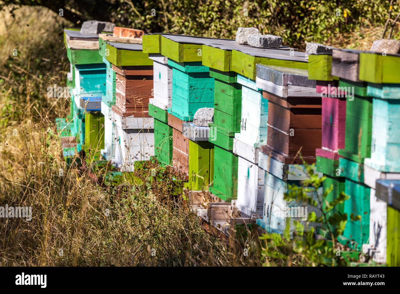 Ruches en bois colorées dans la prairie sous les arbres dans le verger, ruche colorée dans la prairie Banque D'Images