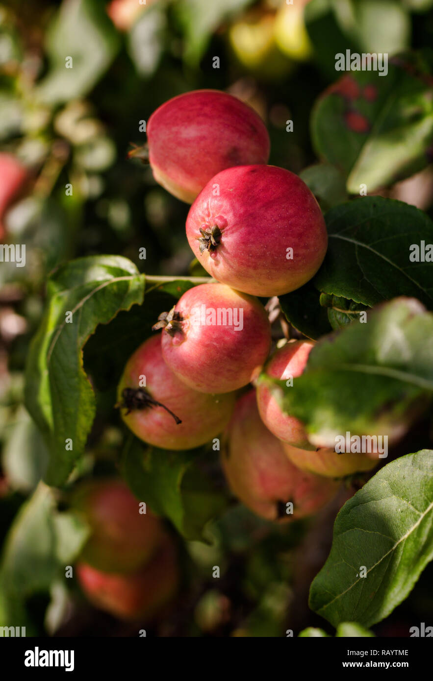 Pommes rouges mûres sauvages en automne Banque D'Images