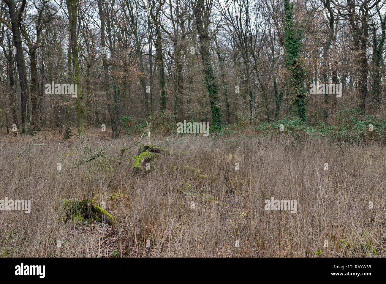 Voir d'Hambacher Forst, une vieille forêt naturelle, qui devient un symbole polular dans la lutte contre le réchauffement climatique. Banque D'Images