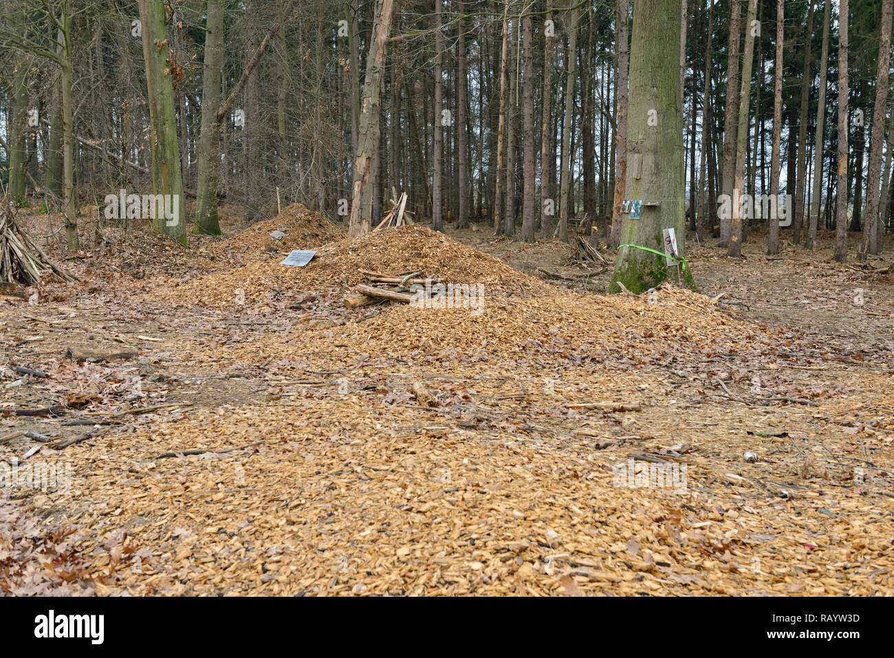 Mémorial pour les premières actions de l'effacement de la Hambacher Forst, une vieille forêt naturelle. Banque D'Images