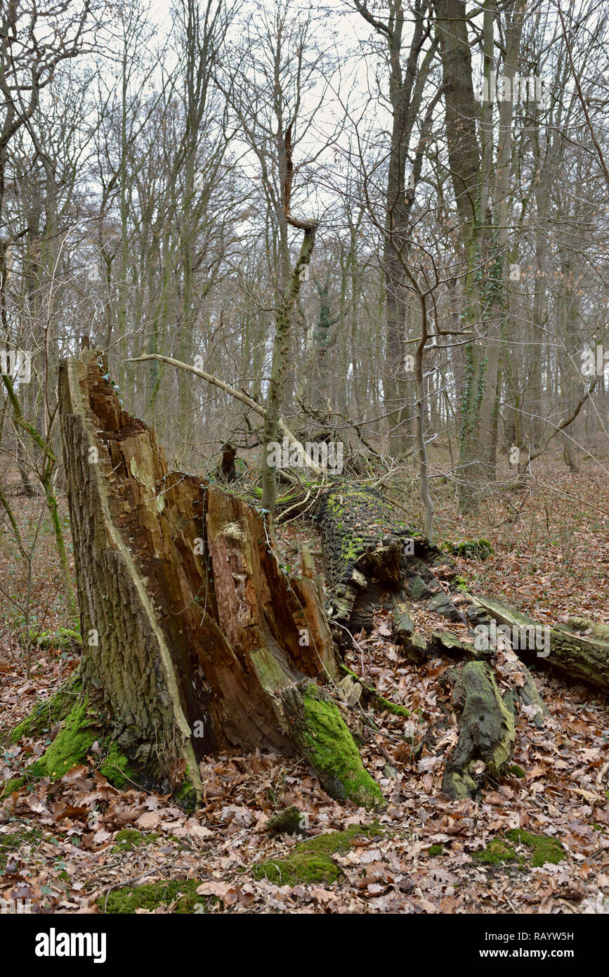Voir d'Hambacher Forst, une vieille forêt naturelle, qui devient un symbole populaire dans la lutte contre le réchauffement climatique. Banque D'Images