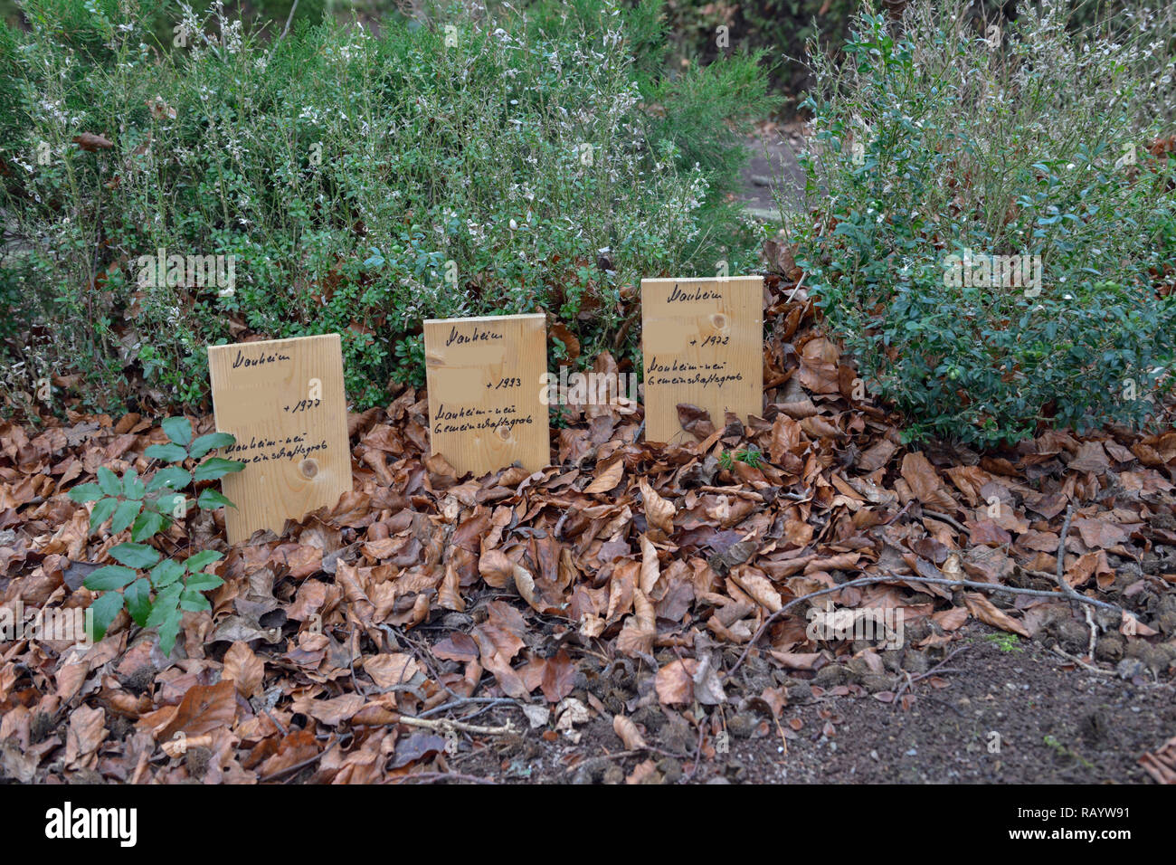 Dezember 2018, Kerpen-Manheim : En mémoire de l'enterré de tombes de l'ancien cimetière de Manheim pour donner lieu à l'extension de la surface de lignite Banque D'Images