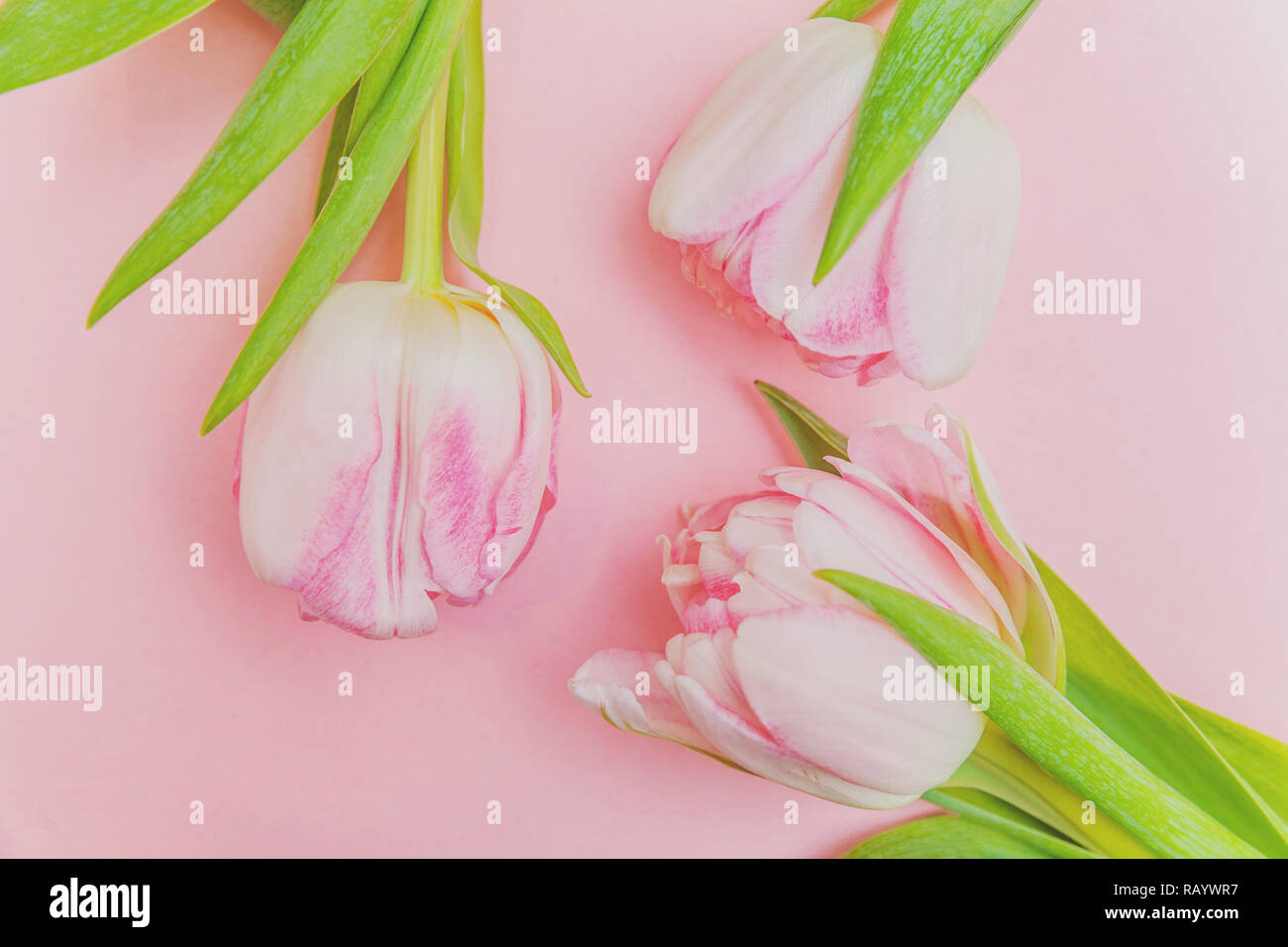 Carte de vœux de printemps. Bouquet de tulipes roses pastel frais fleurs sur fond rose coloré moderne très tendance. Vacances heureuses Pâques Fête des mères jour anniversaire saint-valentin anniversaire concept. Télévision jeter top view copy space Banque D'Images