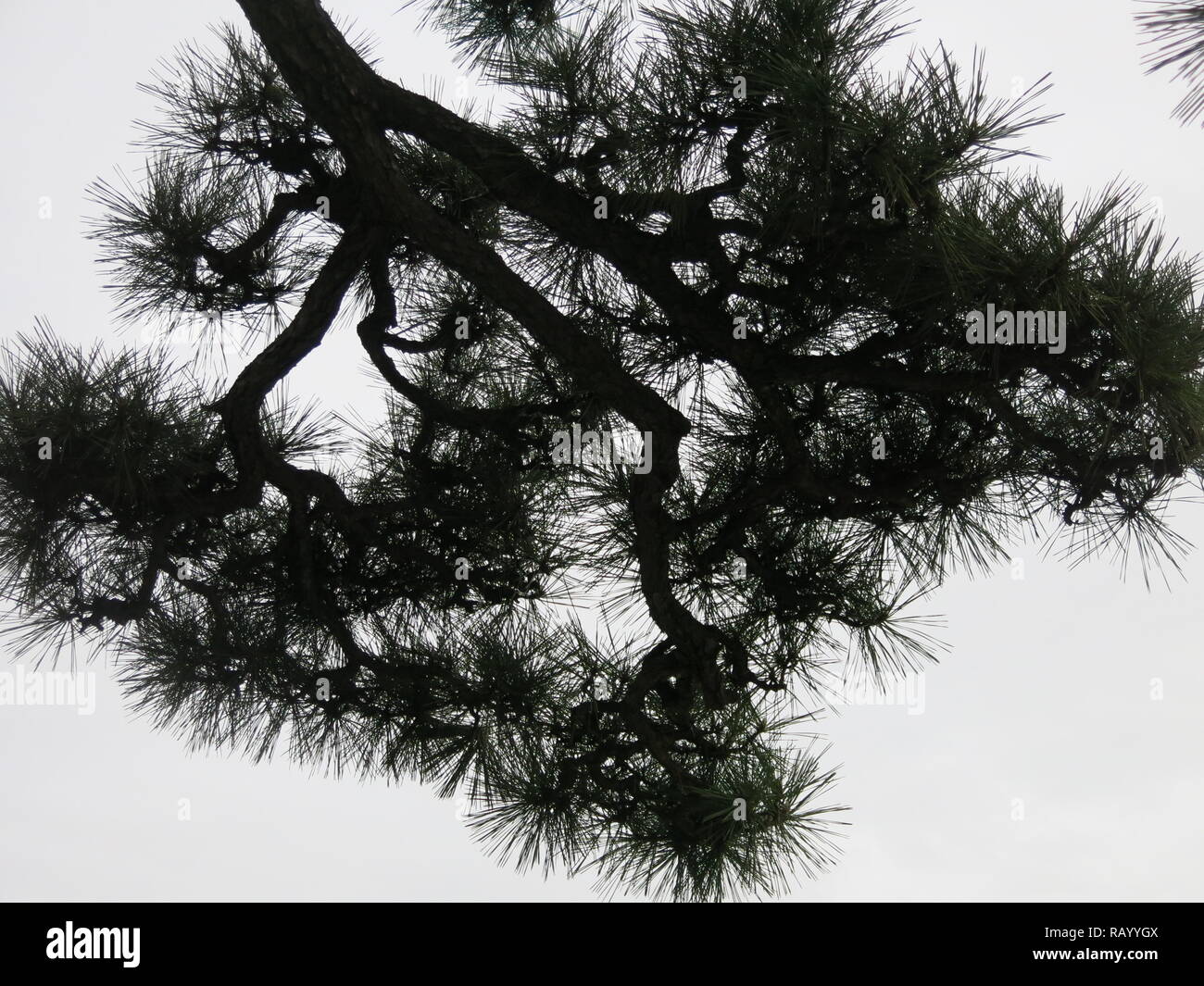À la recherche jusqu'à travers la canopée d'un pin ou élagués japonais ; arbre nuage silhouette noire des branches contre le ciel Banque D'Images