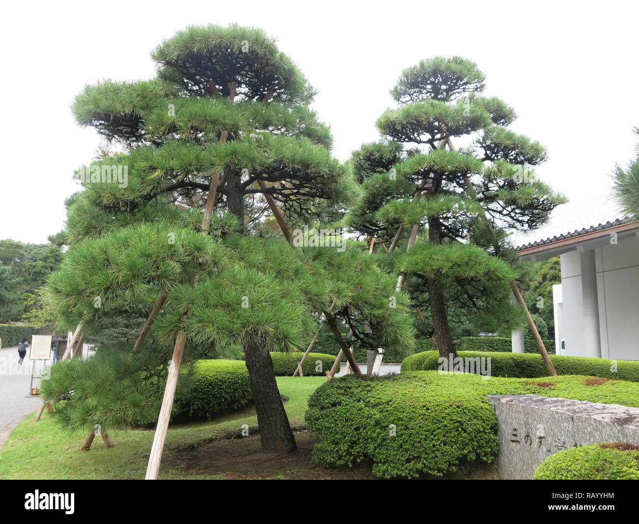 Pins taillés en général, ou des arbres en nuage, avec leurs supports en bois robuste sur le terrain de l'Est du Palais Impérial de Tokyo Gardens Banque D'Images