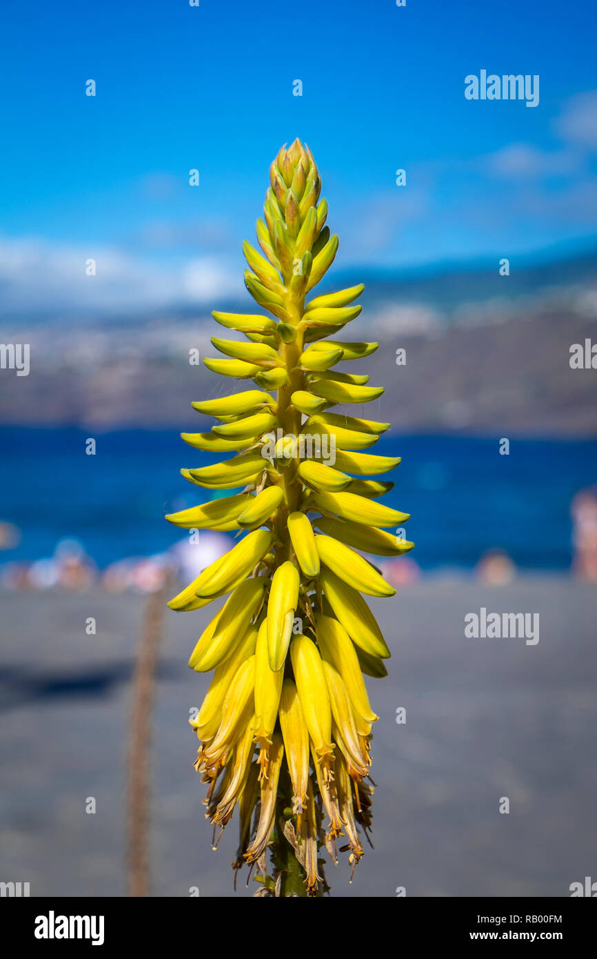 L'Aloe Vera auf Teneriffa, kanarische Inseln, Spanien Banque D'Images