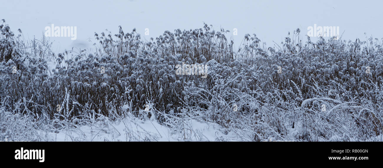 Les tiges de roseaux secs couverts de neige Banque D'Images