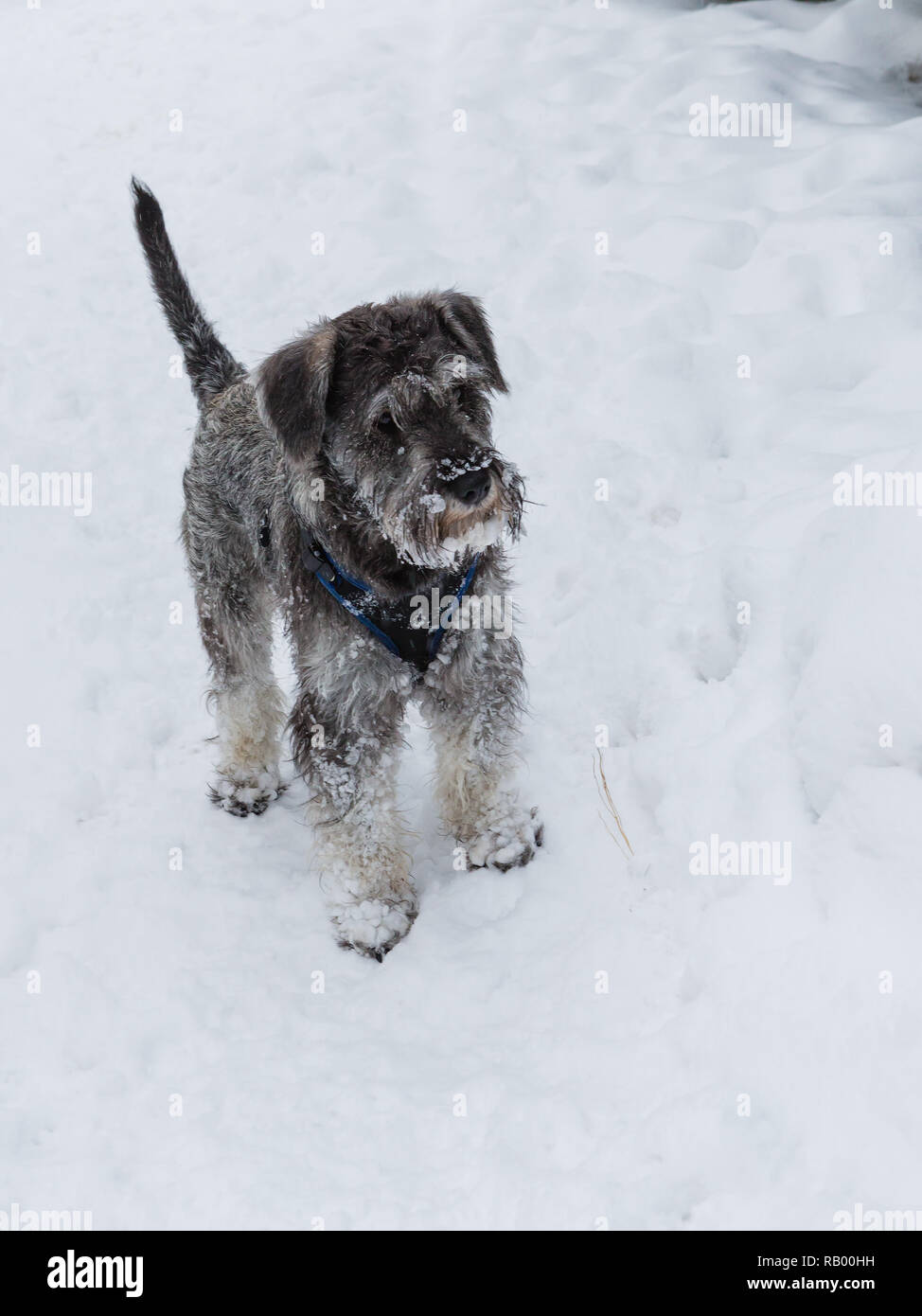 Schnauzer nain après marche sur neige à nouveau Banque D'Images