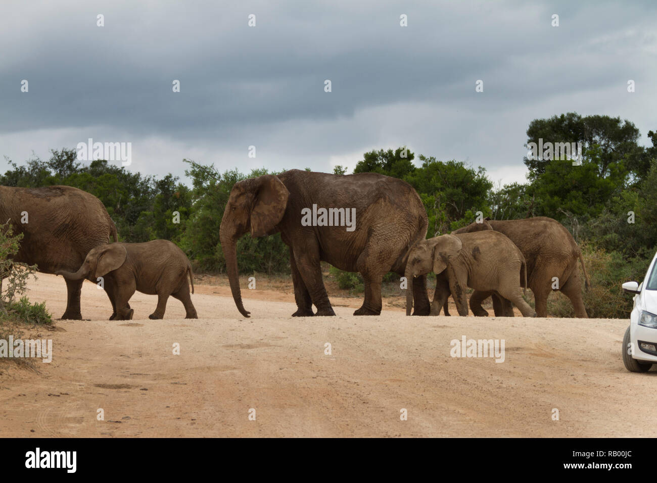 Elphants de traverser la route dans Addo Elephant National Park, Eastern Cape, Afrique du Sud Banque D'Images