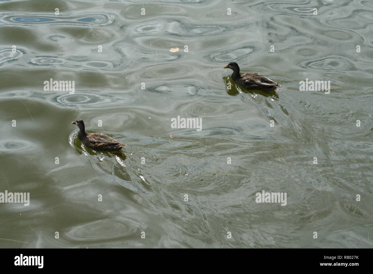 Deux canards dans un étang Banque D'Images