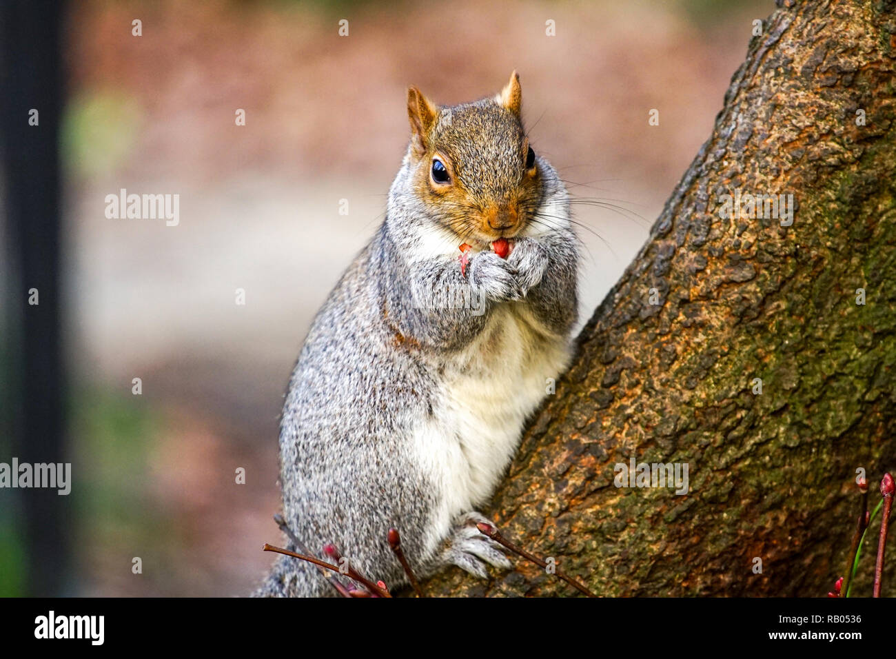 UK. 5 janvier 2018. Population d'écureuils gris sont de la graisse comme ils poubelles pour raid supprimés de la malbouffe. L'écureuil mignon manger une alimentation malsaine. Credit : Duncan Penfold/Alamy Live News Banque D'Images