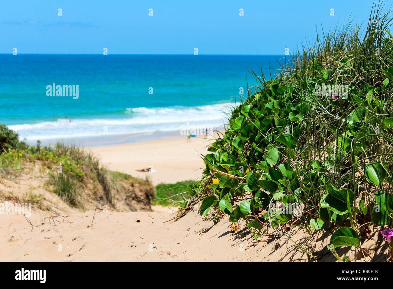 Plantes vertes et fleurs qui poussent sur les dunes de sable avec vue sur une plage pendant une journée d'été avec un ciel clair et bleu de l'eau (Parc National de Noosa, Australie) Banque D'Images