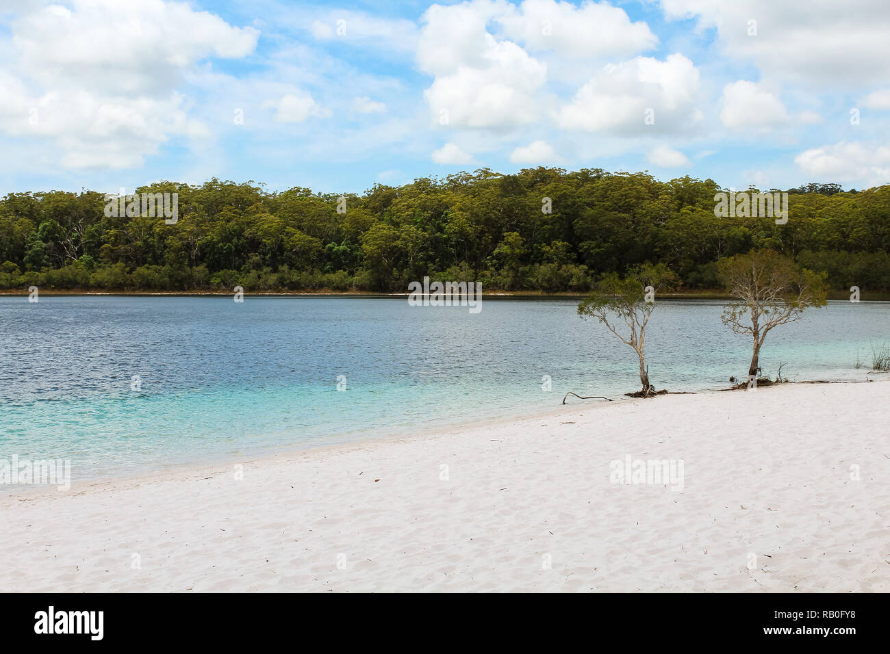 Célèbre deux arbres au Lac McKenzie sur Fraser Island avec l'eau cristalline de l'eau pendant l'été (Fraser Island, Queensland, Australie) Banque D'Images