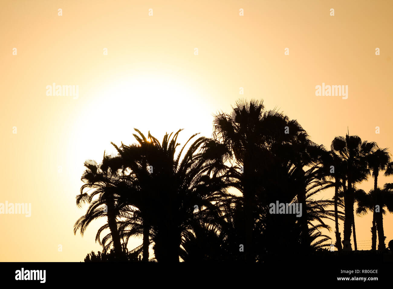 Silhouettes de palmiers éclairé par le soleil (avec sun beam) par un beau jour avec de l'espace libre pour le texte ou les illustrations (Gran Canaria, Espagne, Europe) Banque D'Images