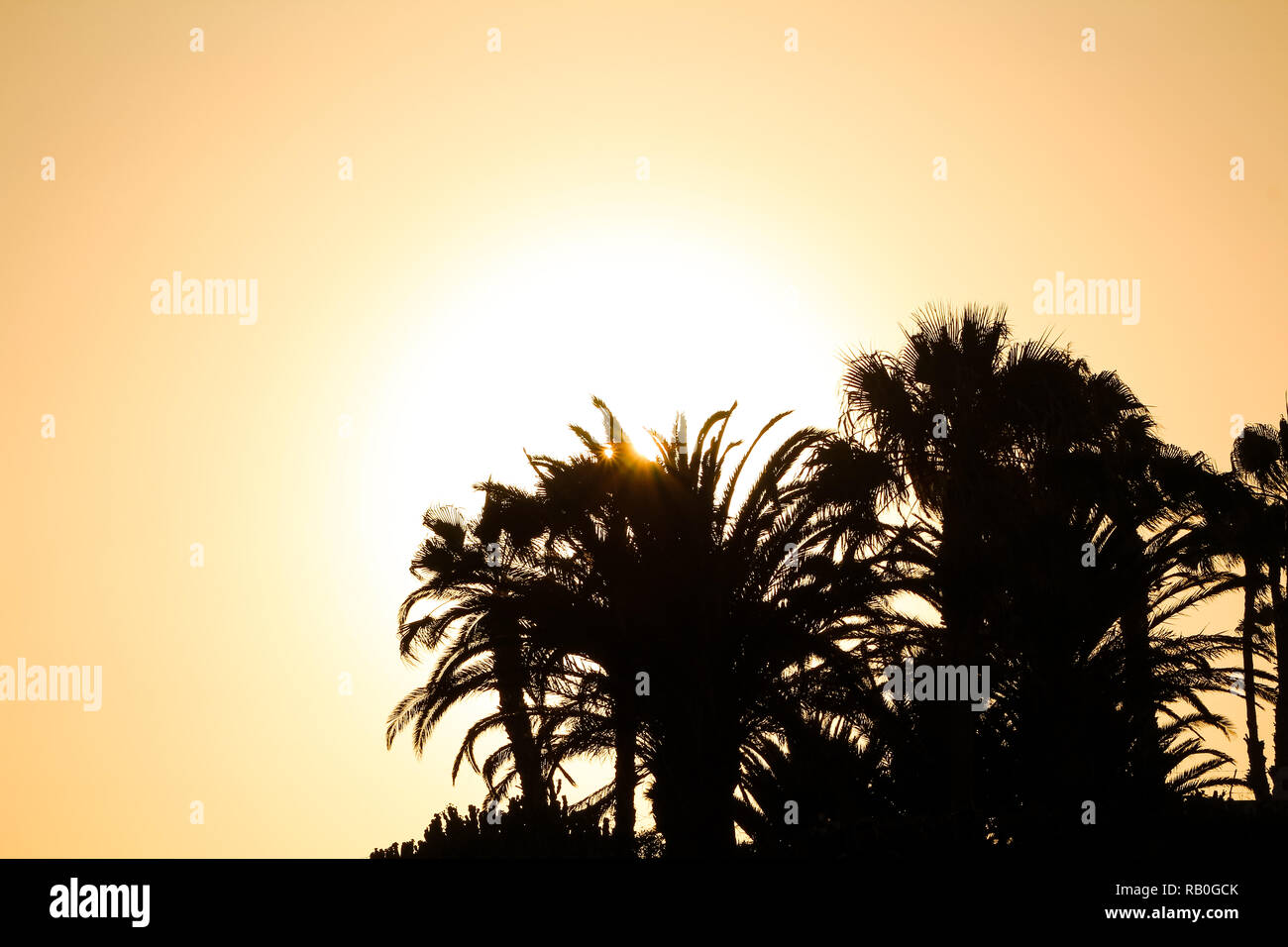 Silhouettes de palmiers éclairé par le soleil (avec sun beam) par un beau jour avec de l'espace libre pour le texte ou les illustrations (Gran Canaria, Espagne, Europe) Banque D'Images