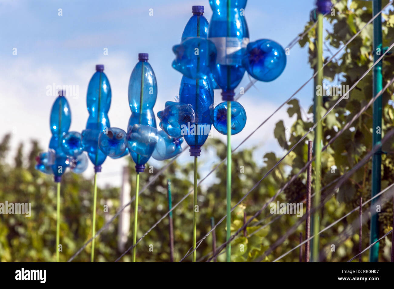 Bird Scarer des bouteilles de plastique en ligne vignoble Banque D'Images