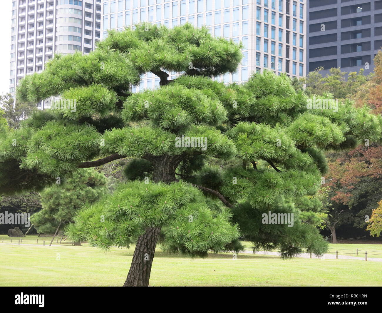 Hama rikyo-jardin au centre de Tokyo sont une oasis de verdure dans le centre-ville, avec des arbres de pin noir, comme 'cloud' arbres. Banque D'Images