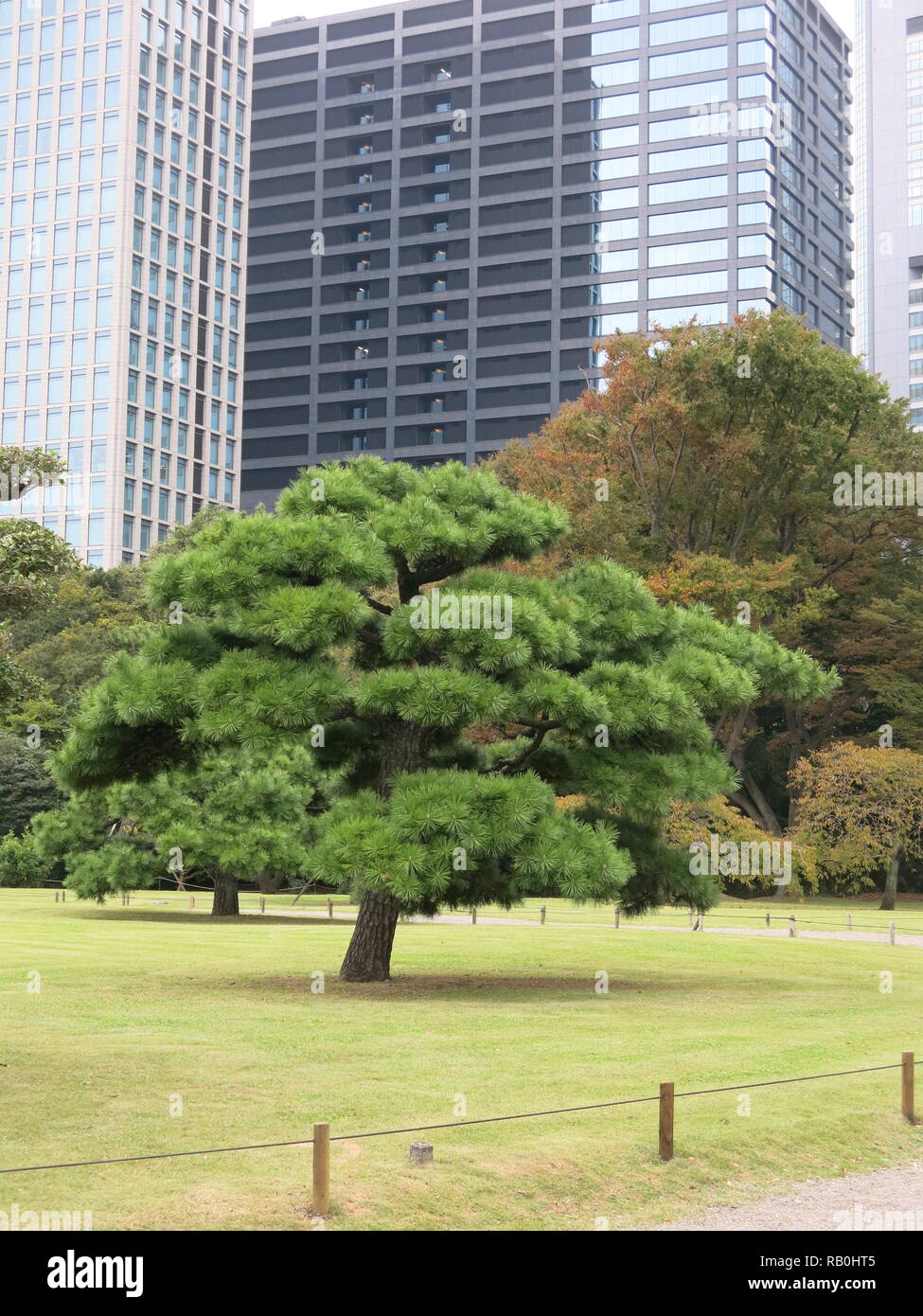 Hama rikyo-jardin au centre de Tokyo sont une oasis de verdure dans le centre-ville, avec des arbres de pin noir, comme 'cloud' arbres. Banque D'Images