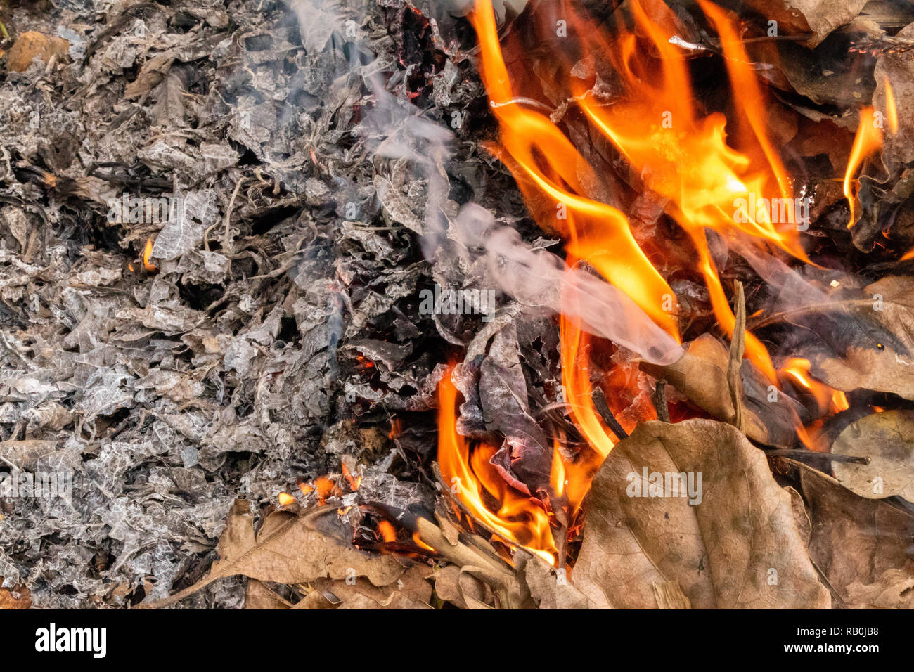 Les feuilles d'automne jaune ou en brûlant , produisant des flammes, la fumée et les cendres en forêt Banque D'Images