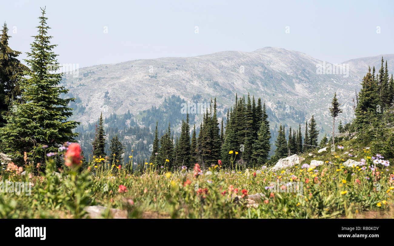 Les alpages d'été en haut de la montagne trophée dans le parc provincial Wells Gray, British Columbia, Canada Banque D'Images