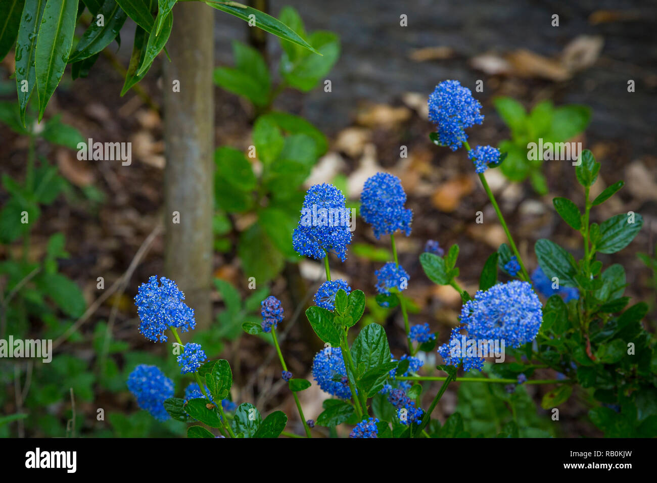Blaue pflanze Banque de photographies et d’images à haute résolution