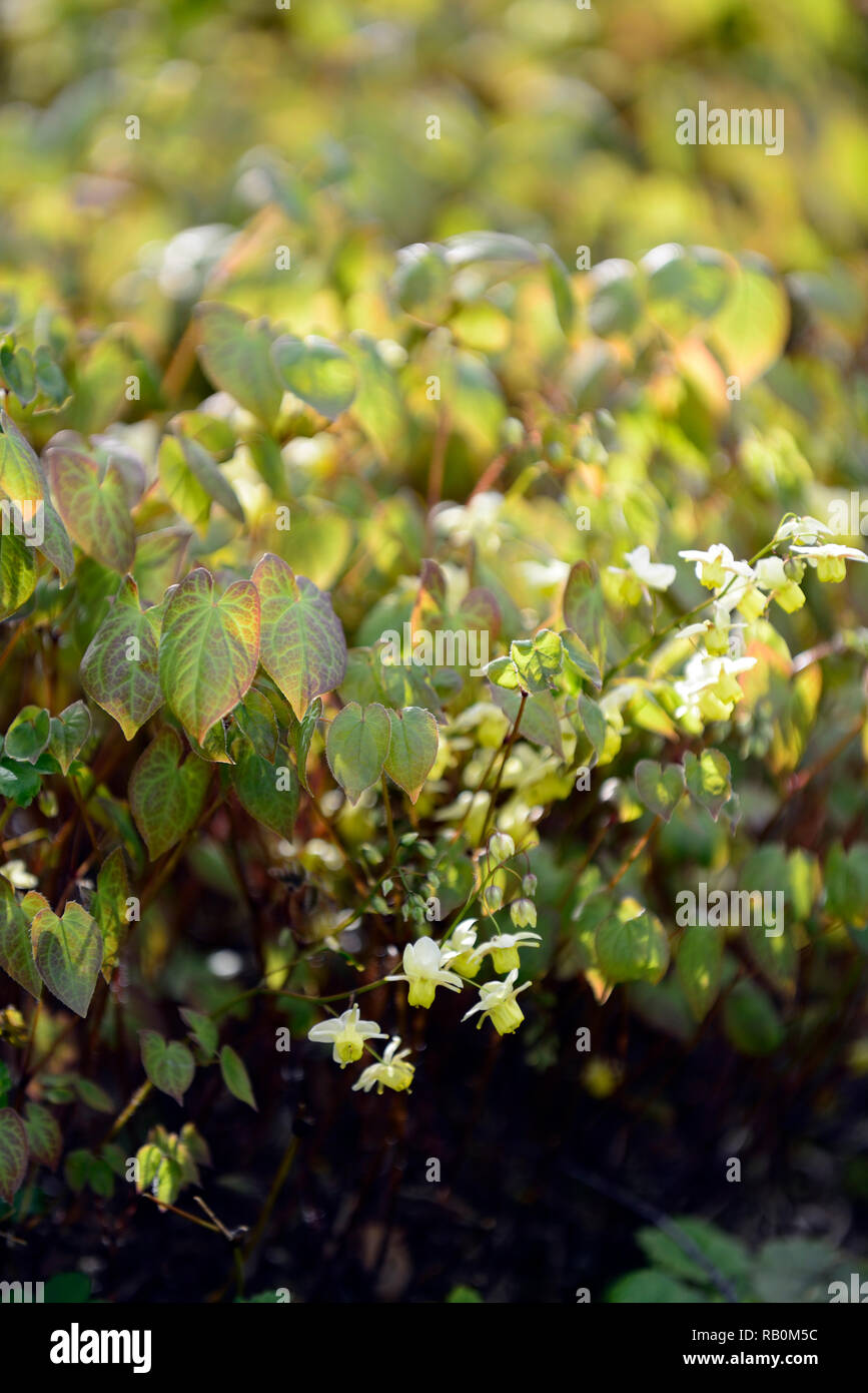 Epimedium x versicolor sulphureum,fleurs,jaune,,vivaces,barrenwort,ombre,printemps,ombragé ombré,Floral,RM Banque D'Images