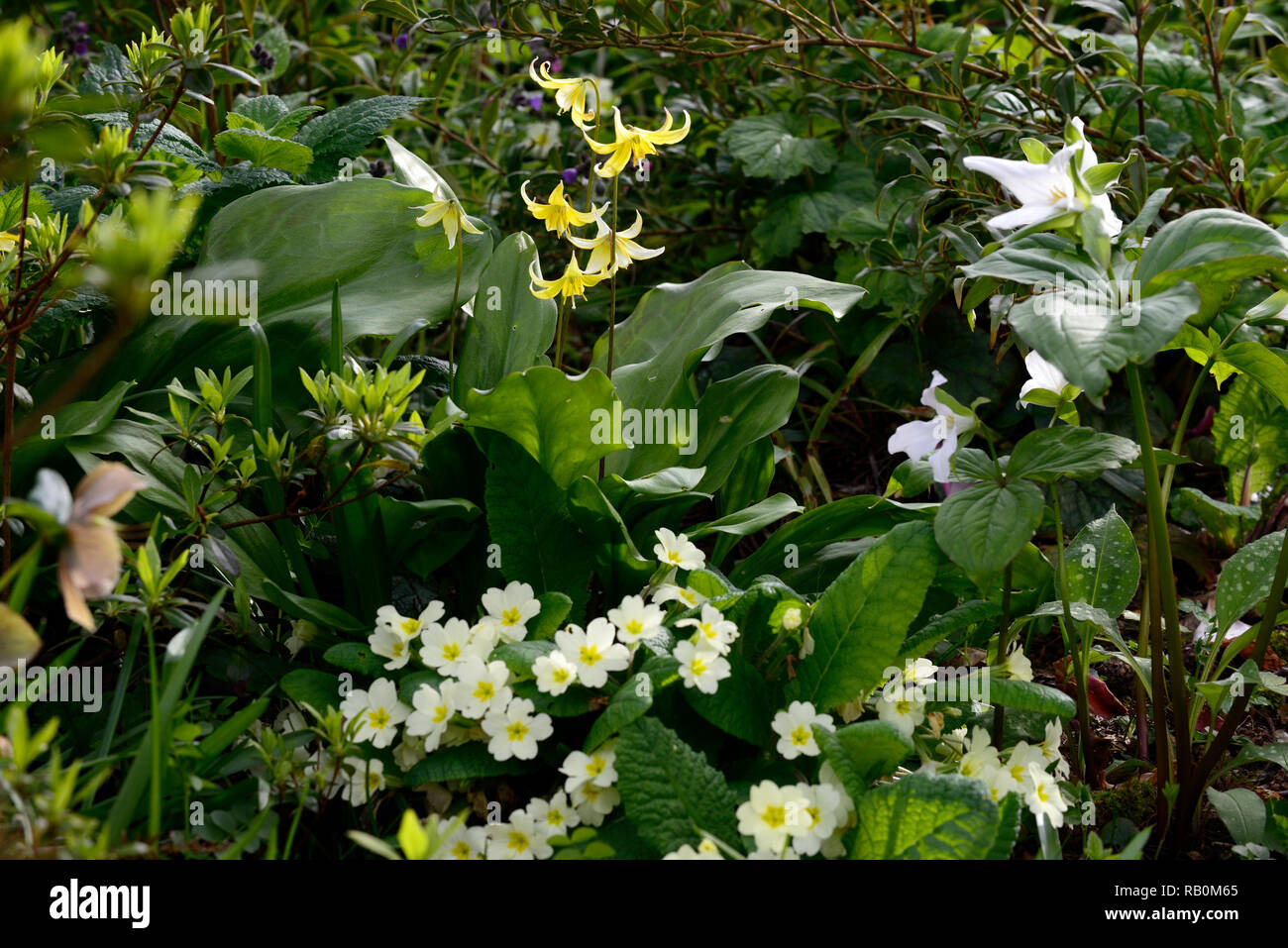 Primula vulgaris,erythronium pagoda,trillium grandiflorum,primrose primevère,jaune,blanc,crème,fleurs,fleurs,fleurs,printemps,jardins,jardin,,ombre,s Banque D'Images