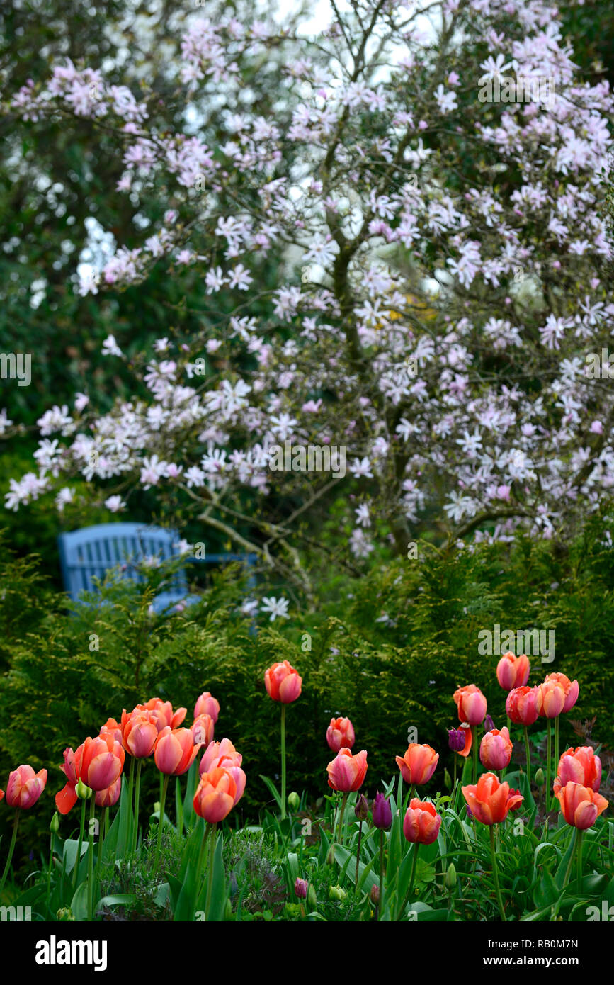 Magnolia stellata, bleu siège, banc,coin,diffuser,réduire la profondeur de champ,profondeur de champ,tulipa tulipe tulipes,menton,orange,rouge,pêche,,bleu ... Banque D'Images