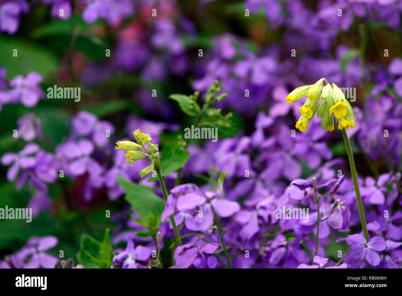 Fleurs violettes violettes d'honnêteté annuelle Banque de photographies et  d'images à haute résolution - Alamy