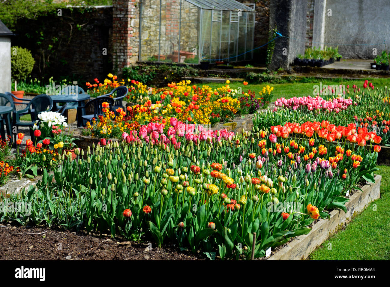 Mélange,tulipe,tulipes,lit,lits,affichage,printemps,fleurs,RM Floral Banque D'Images