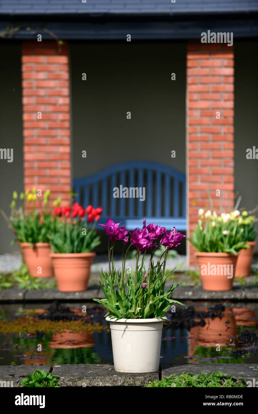 Tulipa tulipe,bourgogne bourgogne, violet, pots,pot,containers,centre,jardin,piscine,étang,lily flowered tulip tulipes,fleurs,fleurs,jardin,Flo,RM Banque D'Images