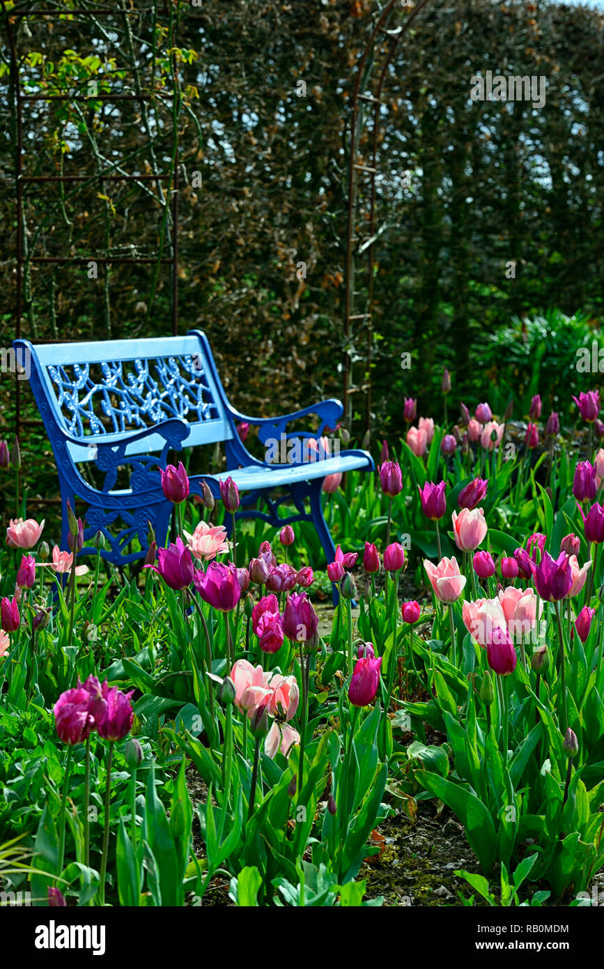 Tulipa tulipe,bourgogne bourgogne,rose,tulip tulipa Chine Chine,Lily rose tulipes fleuris,de,mixte,association,fleurs,printemps,banc bleu,bleu,seat,seati Banque D'Images