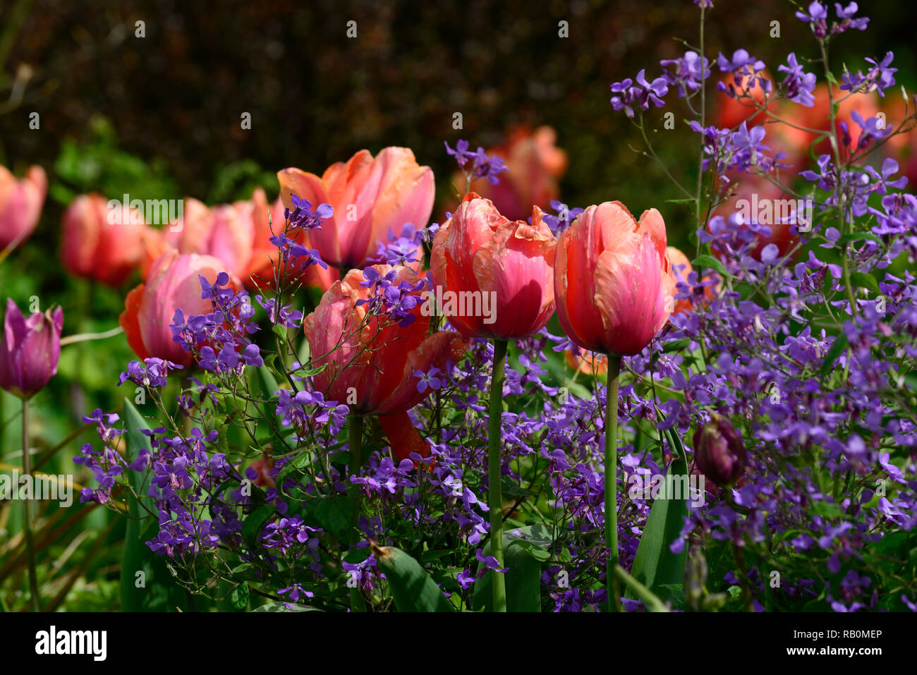 Tulipa tulipe tulipes,menton,orange,rouge,pêche,fleurs,fleurs,,Lunaria  annua,annual honnêteté,violet,de,mixte,association,printemps,jardin,Fleurs,RM  jardins Photo Stock - Alamy