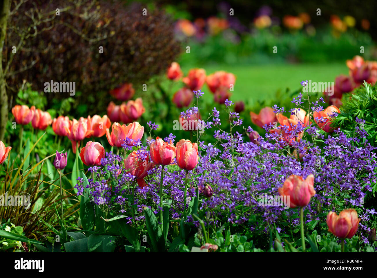 Tulipa tulipe tulipes,menton,orange,rouge,pêche,fleurs,fleurs,,Lunaria  annua,annual honnêteté,violet,de,mixte,association,printemps,jardin,jardins,produits,en  Photo Stock - Alamy