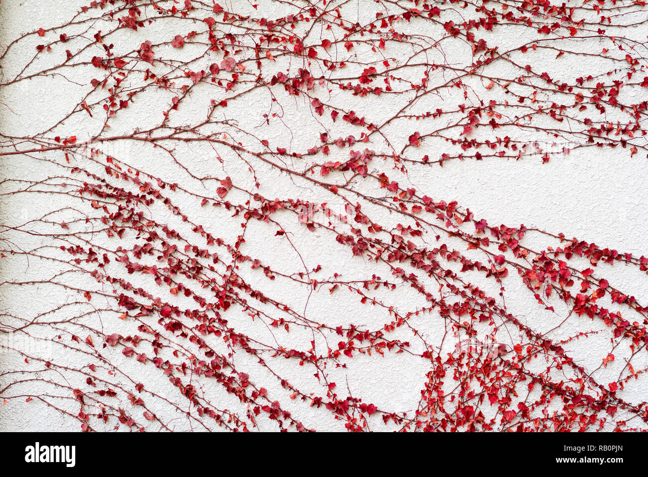 Concept Design - mur blanc avec le rouge pour le fond, texture Banque D'Images