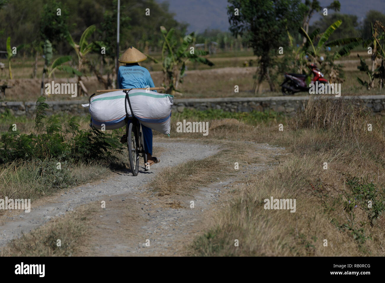 Une femme de la région de faire du vélo et portant un grand sac de riz à Java, en Indonésie. Banque D'Images