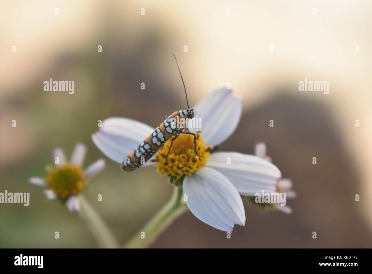 Papillon sur fleur 2 Banque D'Images