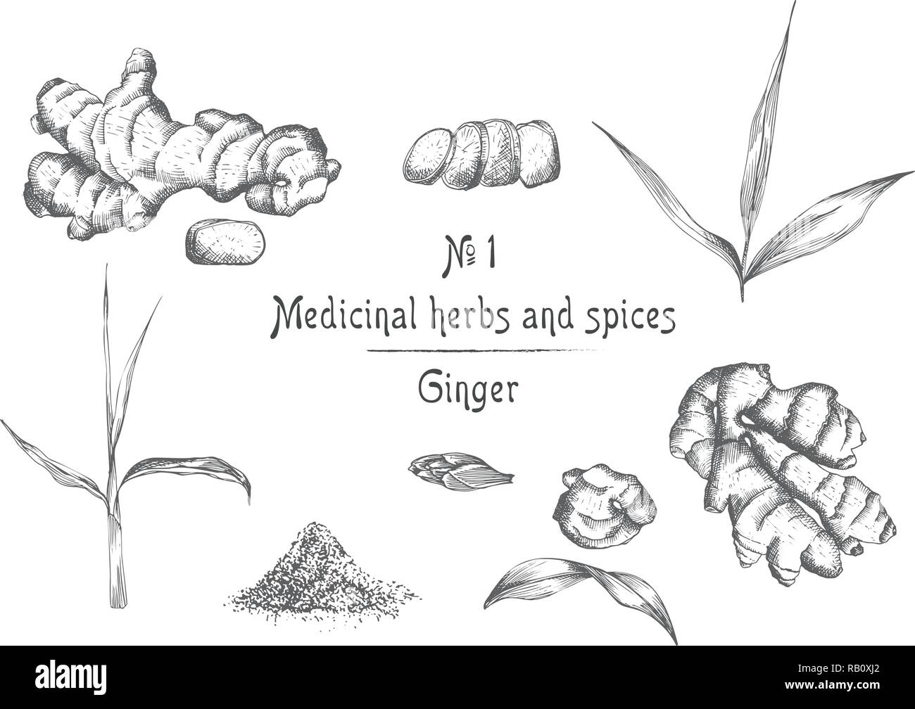 Mettre la main de racines de gingembre, vit et de fleurs en couleur noir isolé sur fond blanc. Retro vintage design graphique. botanical croquis dessin, gravure Illustration de Vecteur