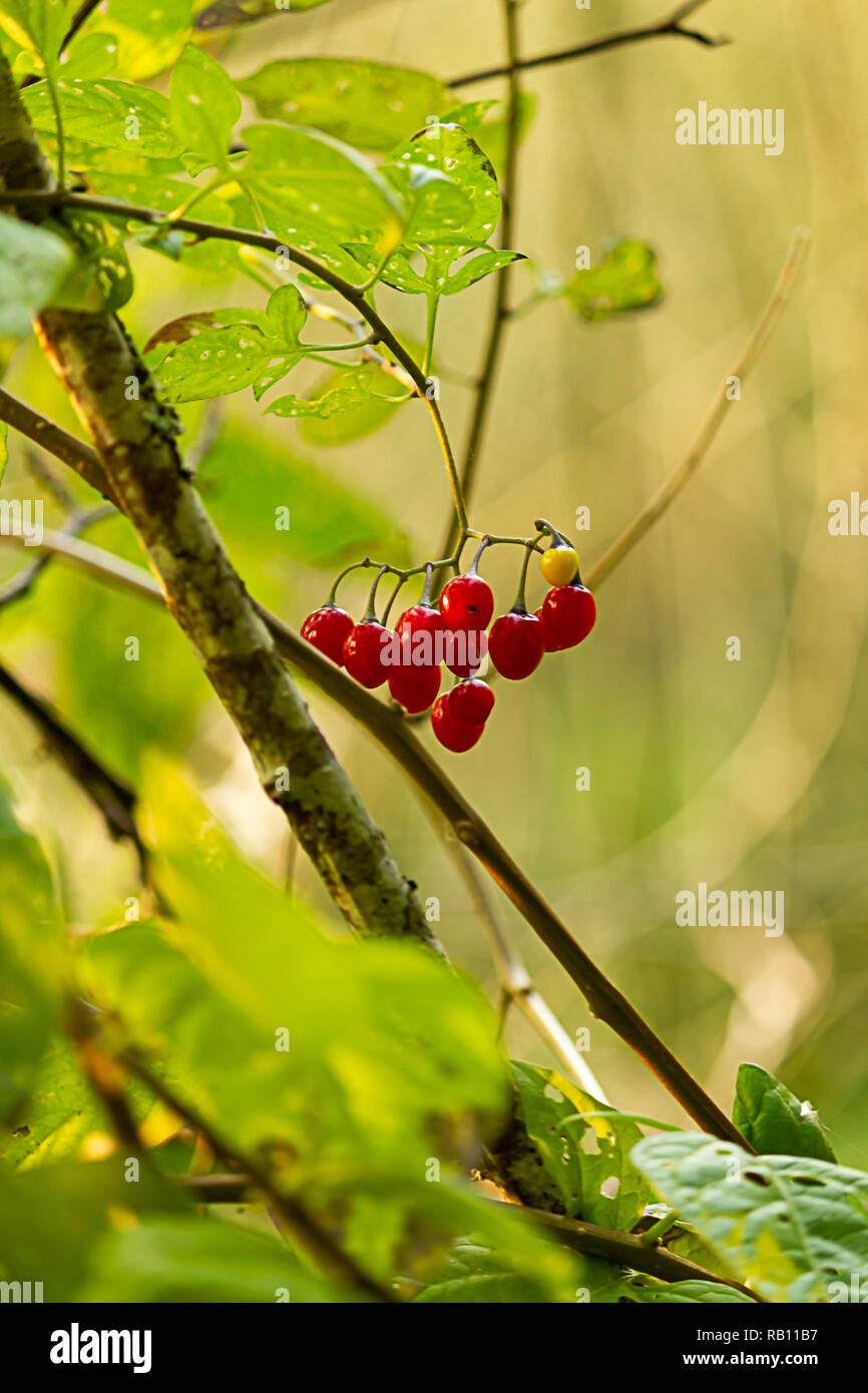 Regroupement de la morelle rouge vif sur les baies de la vigne à la fin de l'été Banque D'Images